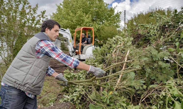 Treee Binding Tree Removal Jobs in Sunshine Coast | Airtasker AU