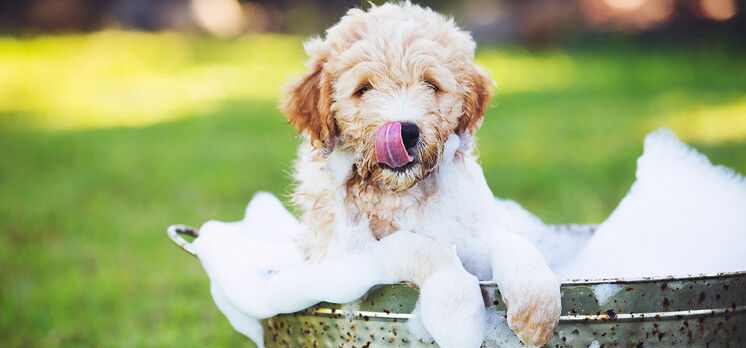 How often should you wash your dog? Your FAQs, answered! | Airtasker AU