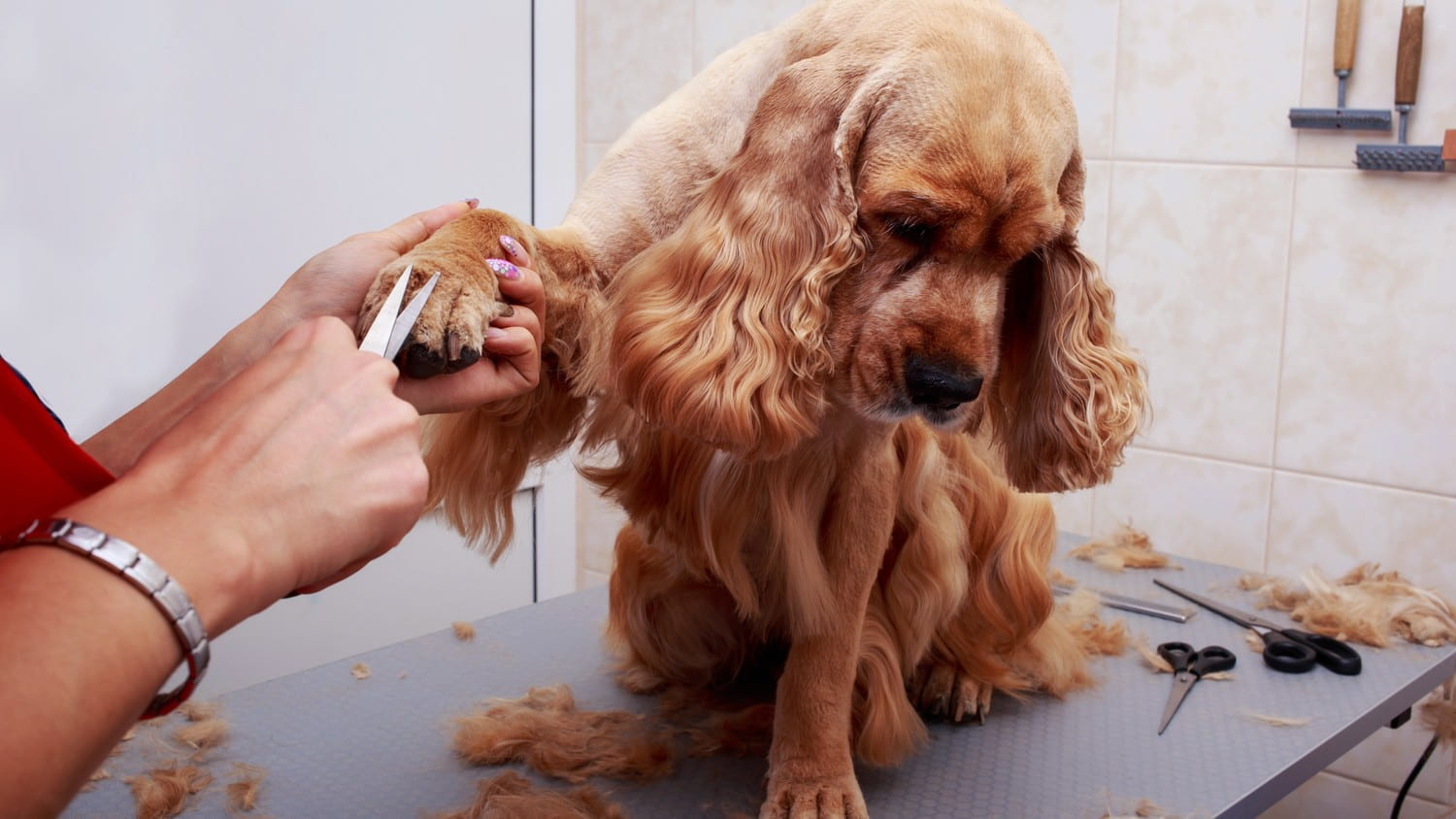 A happy dog getting groomed by a professional groomer, surrounded by grooming tools and products.