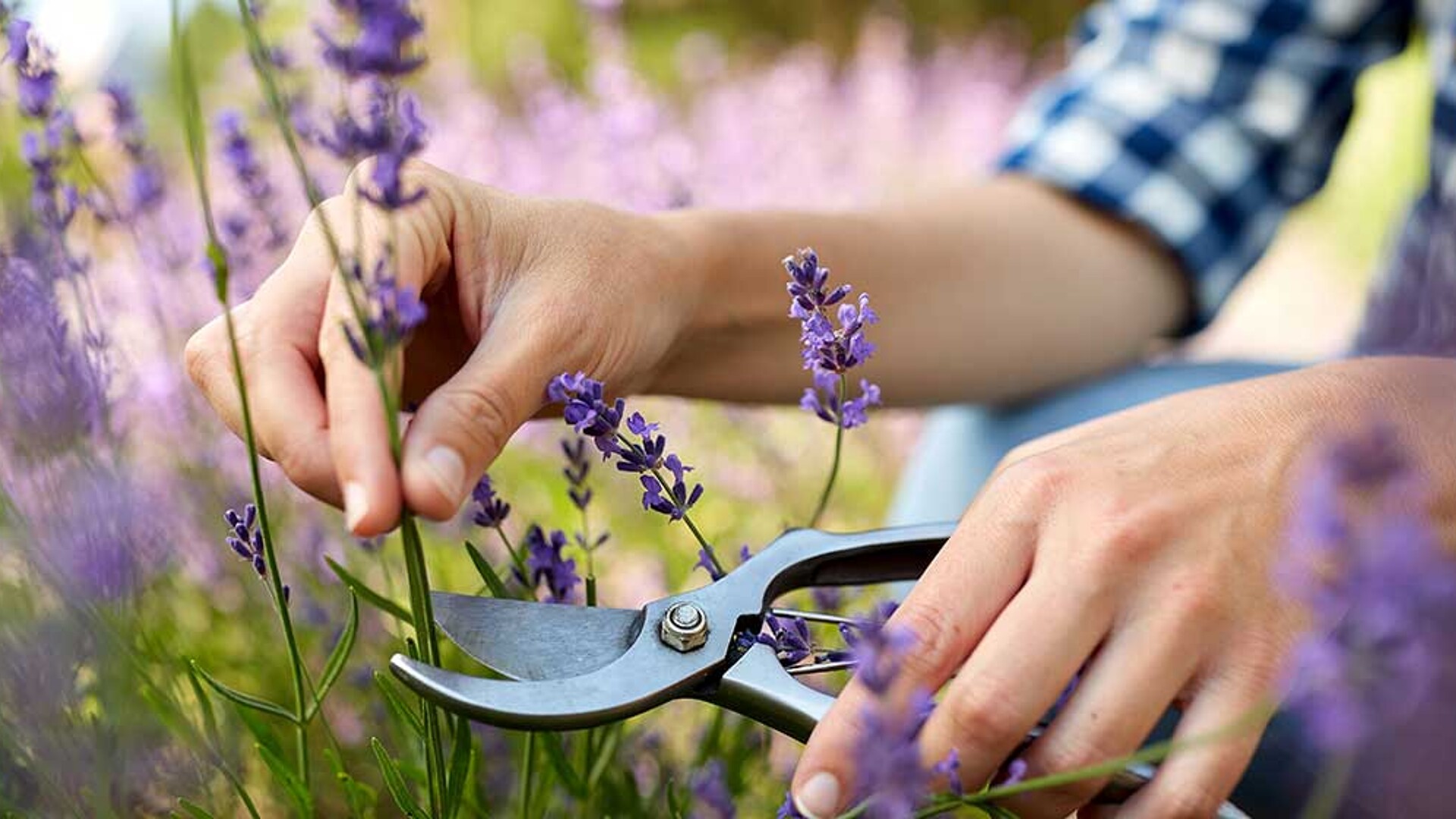 Pruning lavender: how to care for your lavender plant