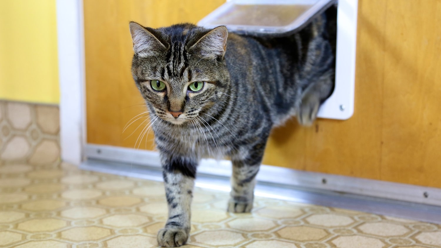 A gray cat going through a pet door.