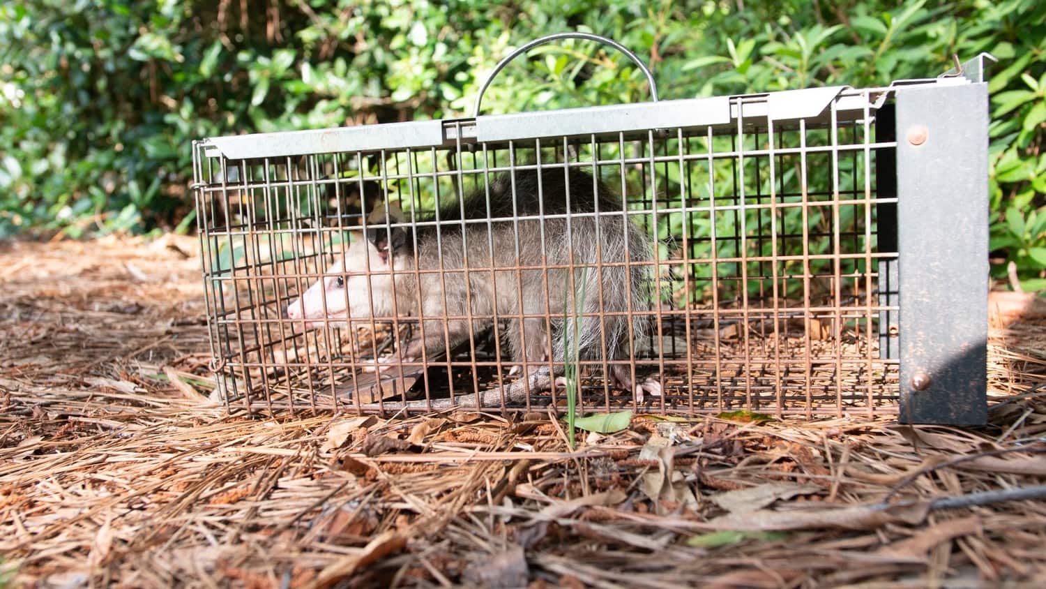 A close-up photo of a possum caught in a cage.