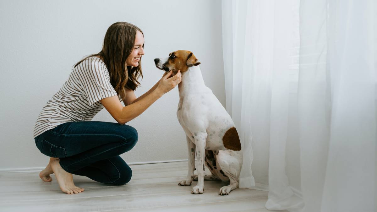 Dog sitting store cost per day