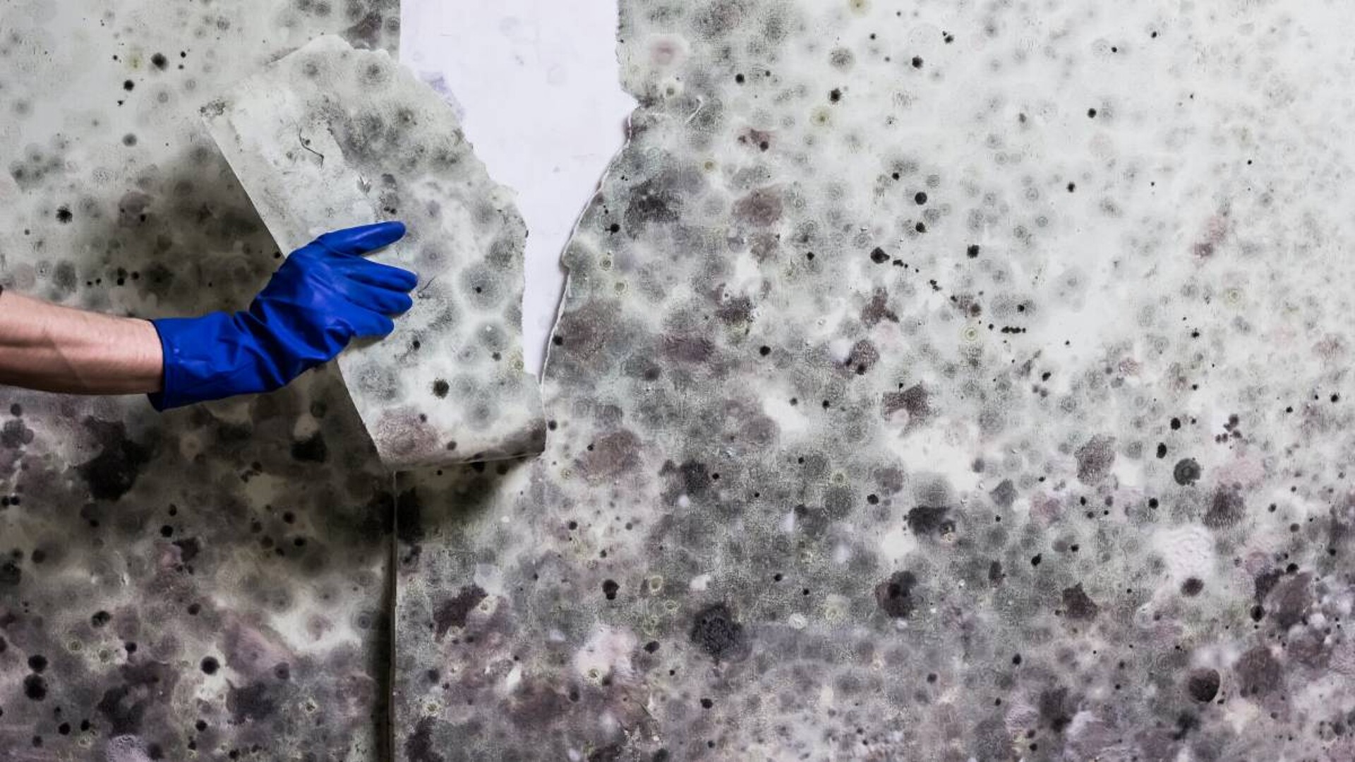 1634285501465_mould-removal.jpg (1920×1080)