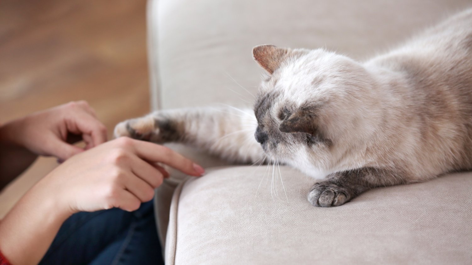 How to stop cats ripping clearance wallpaper