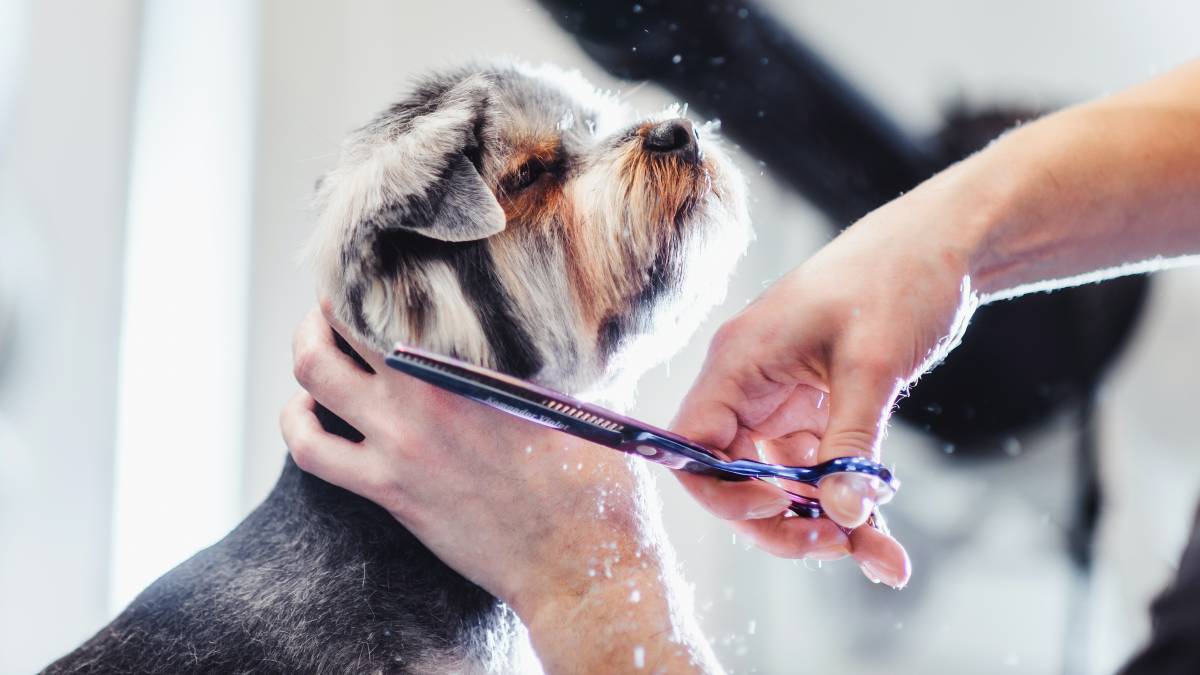 a man trimming his pet dog's fur