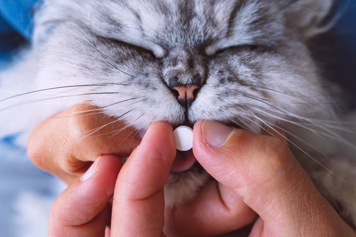 owner giving cat sedative to cat 