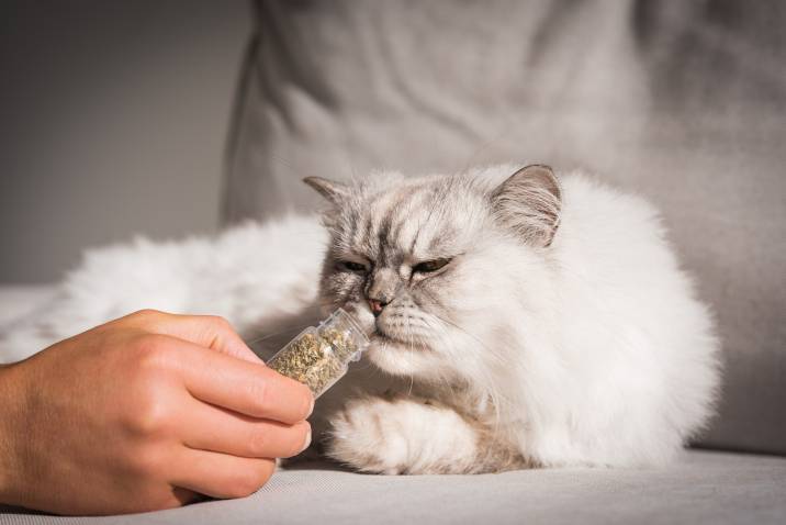 fluffy cat sniffing dried catnip