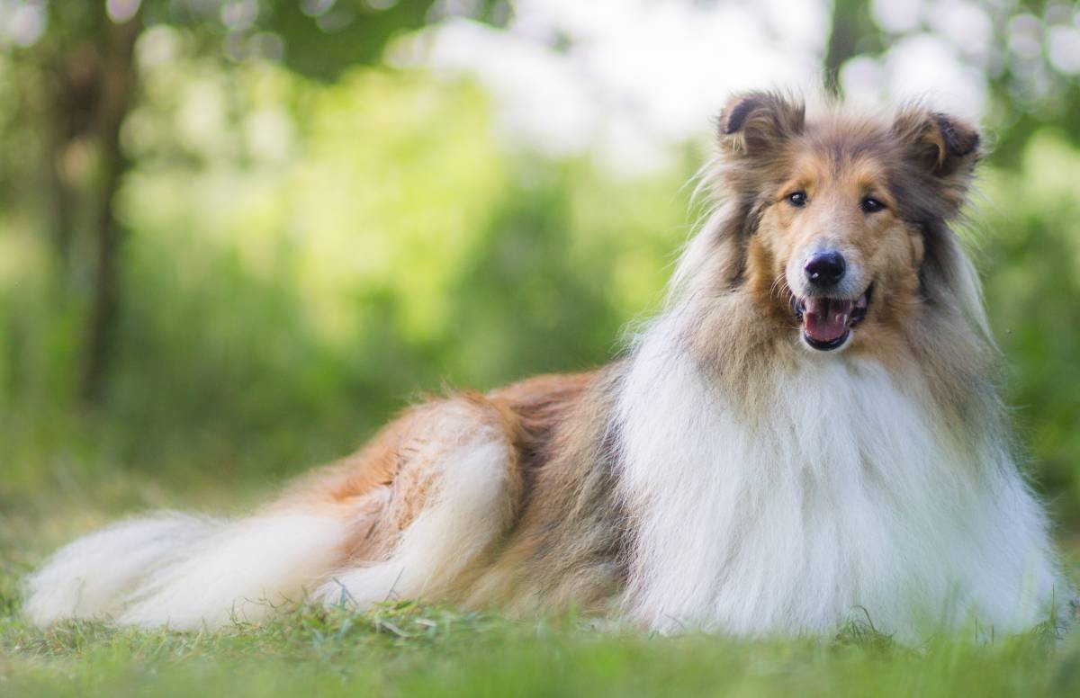 Rough collie matted clearance coat