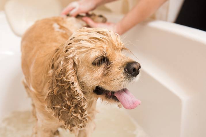 dog in bath tub 
