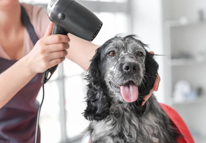 blowdrying a long-haired dog