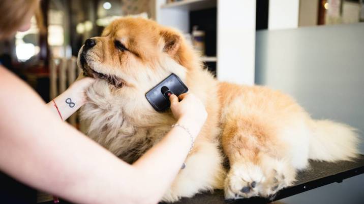 brushing a dog's fur 