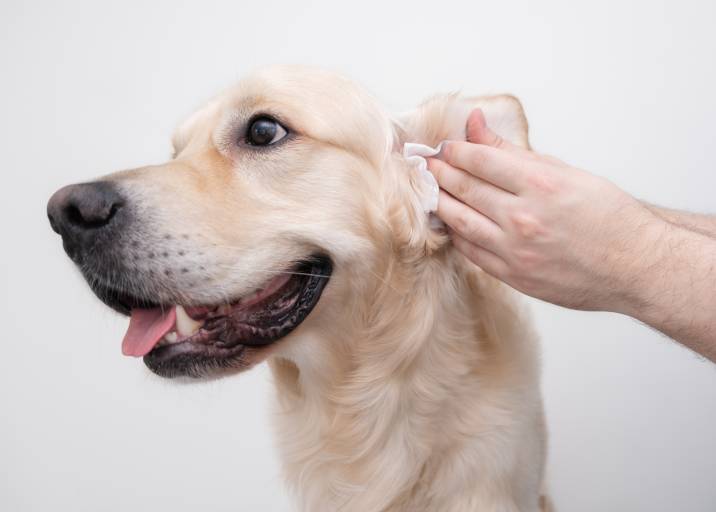 cleaning dog ears