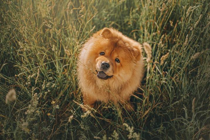 chow chow with lion cut 