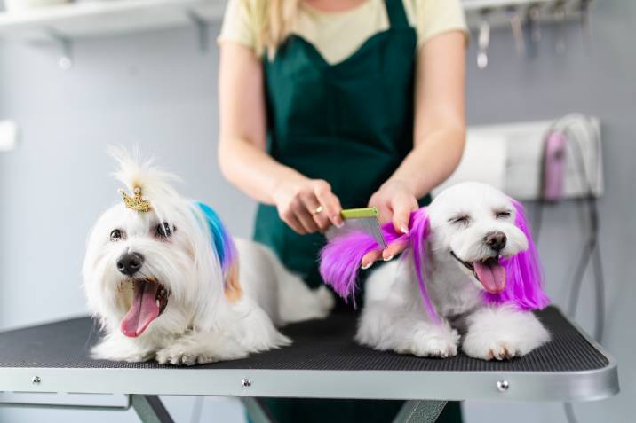 two dogs with dyed hair 