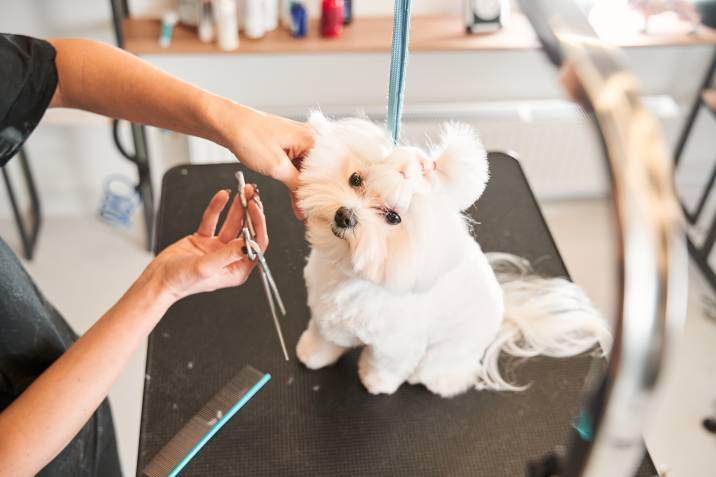 trimming fur of small white dog on grooming table