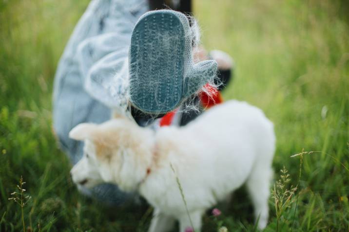 deshedding glove for dog grooming