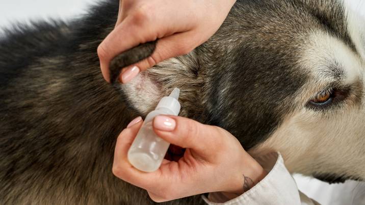 applying ear cleaner to a dog's ear