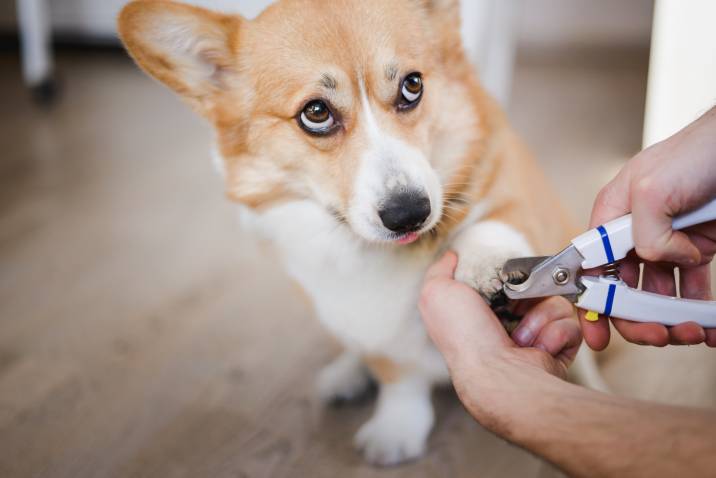 trimming a dog's nails