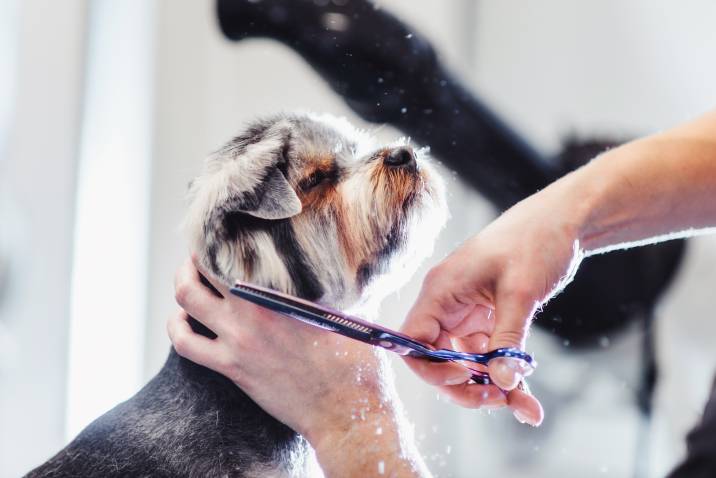trimming a dog's fur with scissors