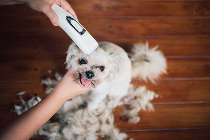 trimming dog's fur with dog clippers