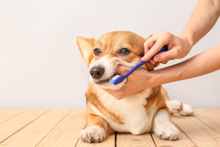 brushing dog's teeth