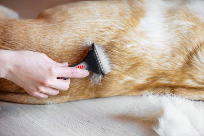 brushing dog's fur