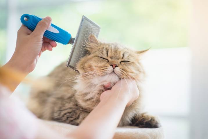 brushing a cat