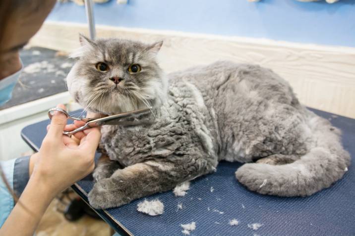 trimming a cat's fur