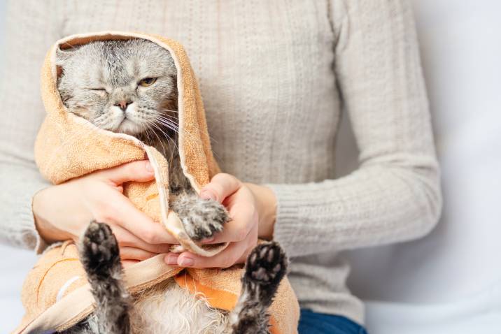 drying a cat with a towel