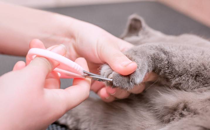 clipping a cat's nails