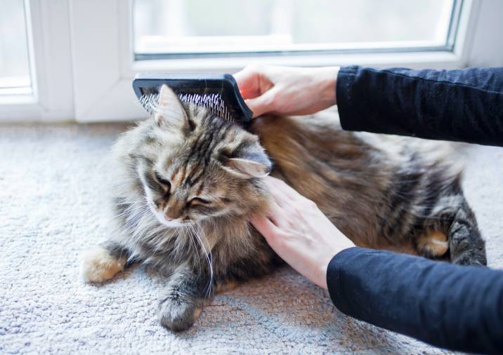 brushing long-haired cat