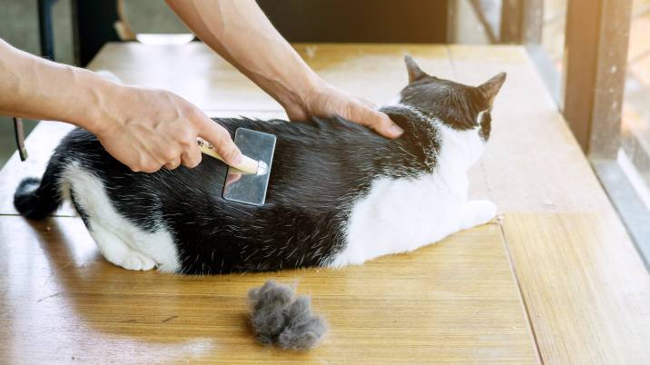 dematting a cat with a brush