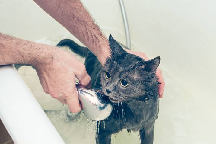 bathing a black cat in a tub