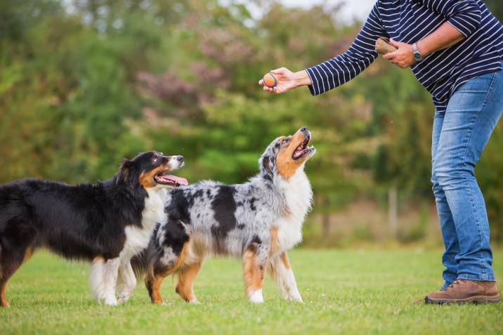 woman training two Australian Shepherd dogs at a dog training ground