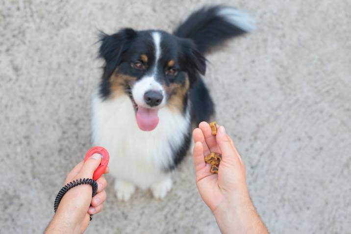 clicker training a dog with treats