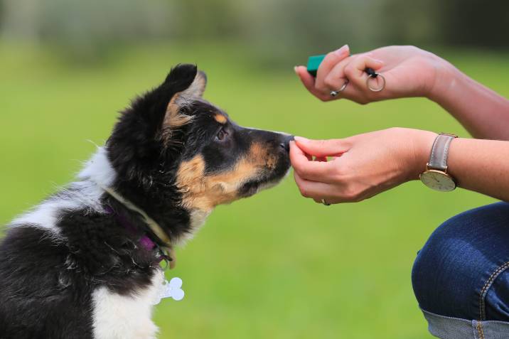 dog sniffing woman's hand while she holds a treat and clicker