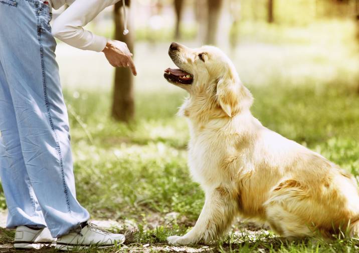 woman giving command to golden retriever outdoors