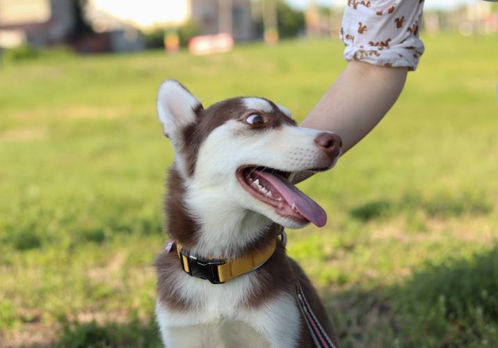 petting a happy husky