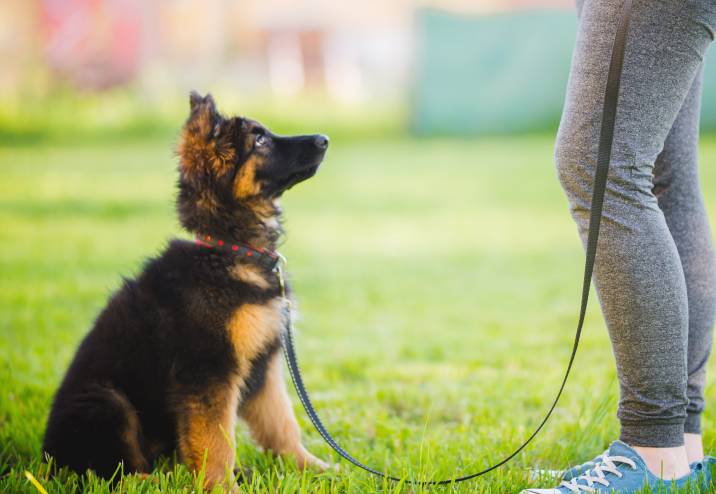 german shepherd puppy sitting in the park and looking up at its owner