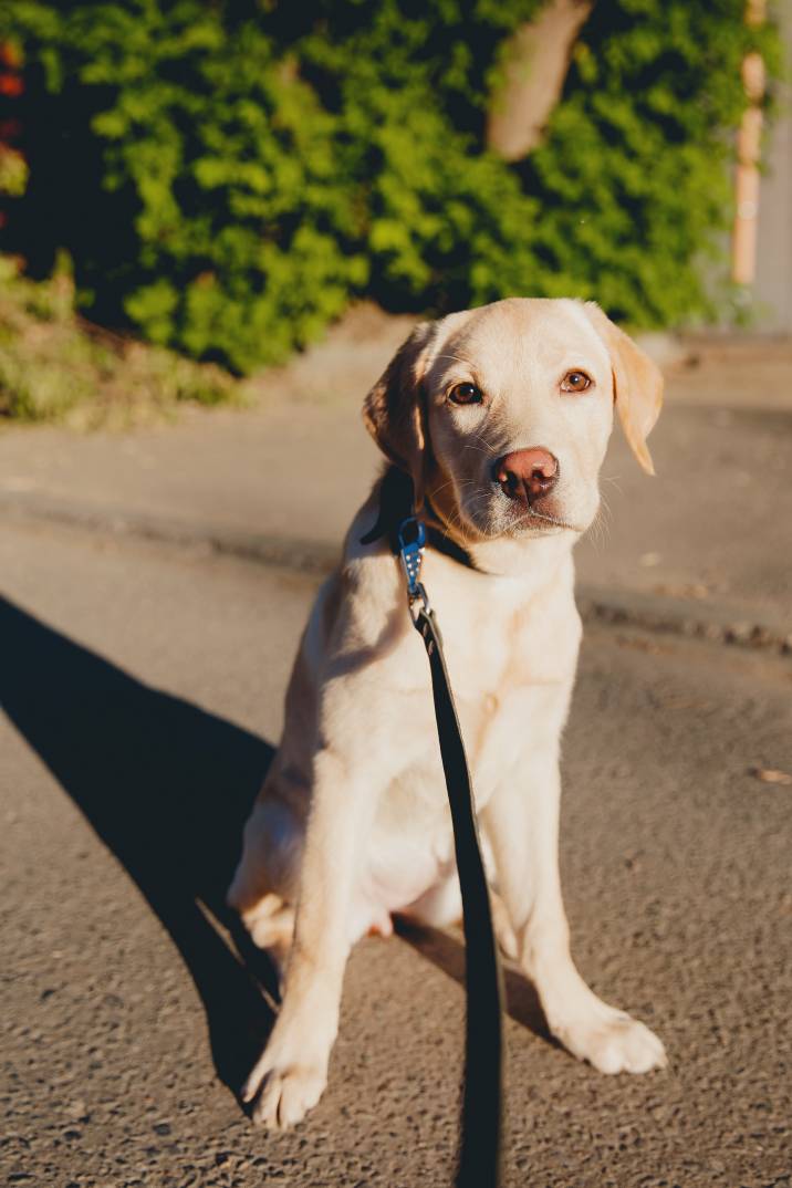 labrador golden retriever wearing a leash and sitting