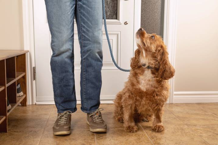 leash training a dog indoors