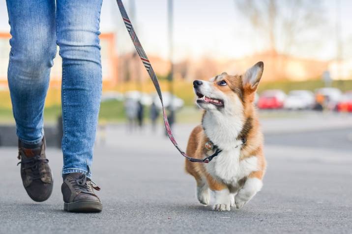happy dog walking with a leash outdoors