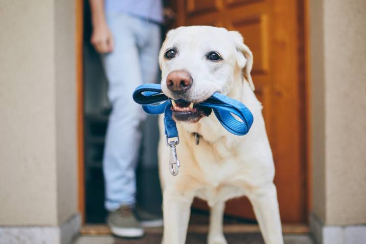 Labrador retriever with leash in mouth and waiting for walk with his owner