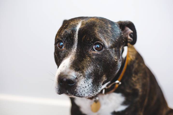 brindle staffordshire bull terrier dog with anxious face 