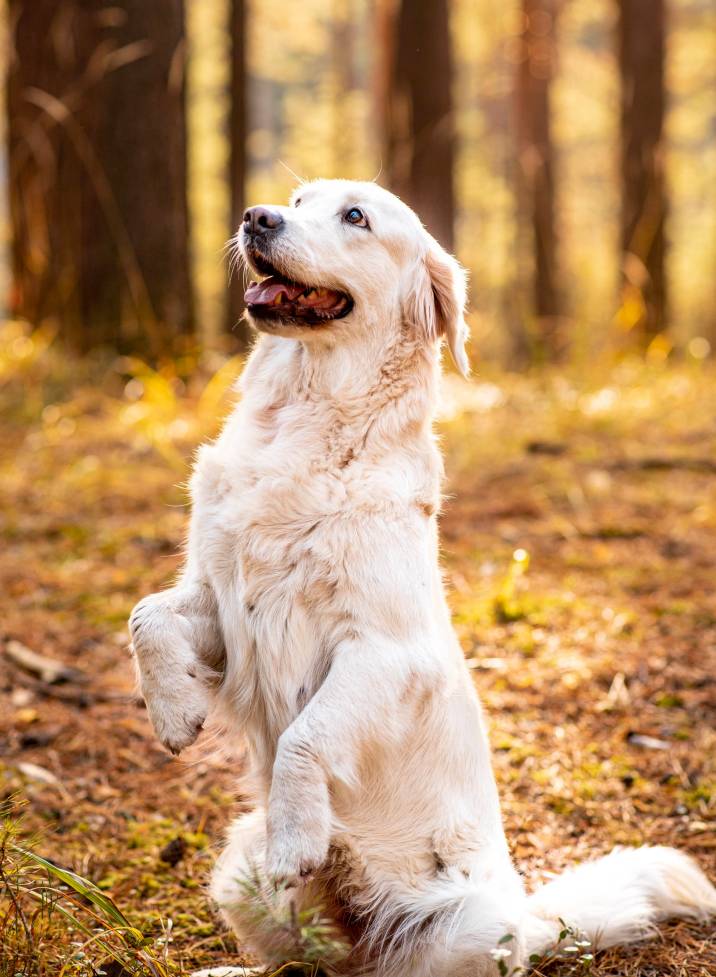 smart golden retriever standing up on its hind legs