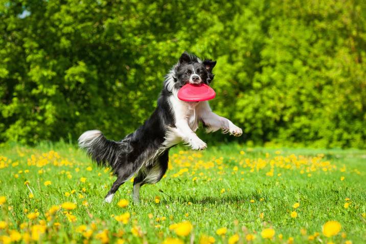 border collie catching a frisbee