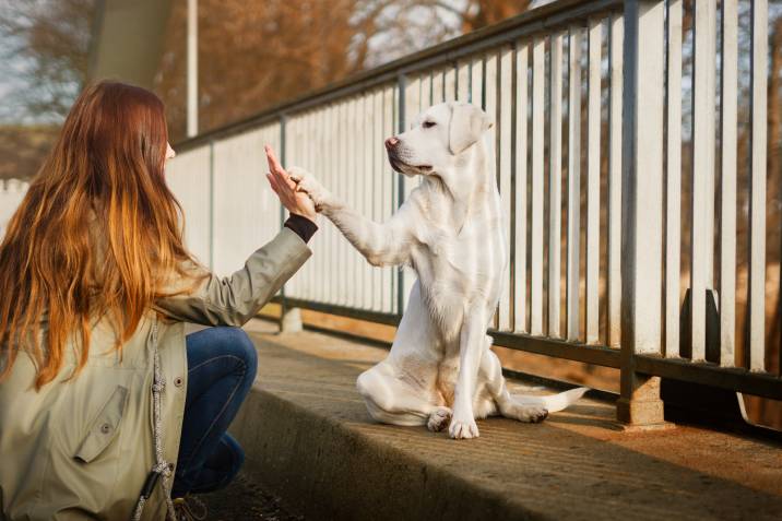 labrador retriever high fiving a woman