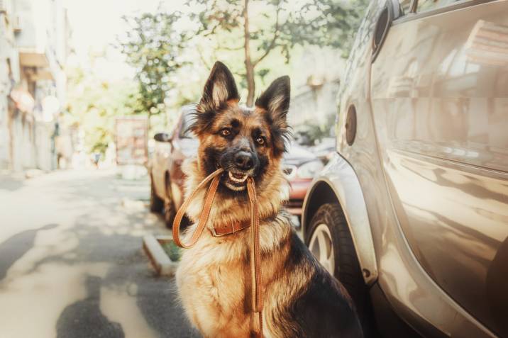 german shepherd holding its leash in her mouth