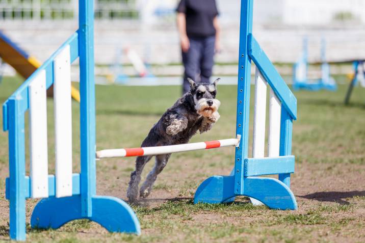 miniature schnauzer jumping over hurdle in dog agility competition